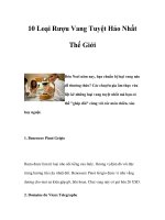 10 Loại Rượu Vang Tuyệt Hảo Nhất Thế Giới ppt