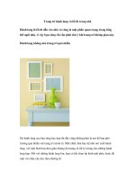 Trang trí hành lang và lối đi trong nhà pptx