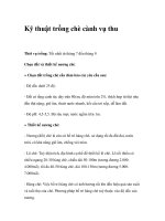 Kỹ thuật trồng chè cành vụ thu pot