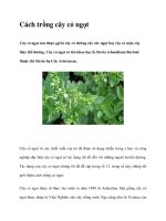 Cách trồng cây cỏ ngọt pot