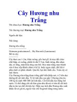 Cây Hương nhu Trắng pdf
