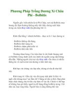 Phương Pháp Trồng Dương Xỉ Châu Phi - Bolbitis pot