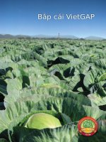 Sổ tay hướng dẫn sản xuất bắp cải theo VietGAP potx
