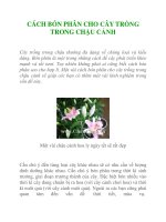 CÁCH BÓN PHÂN CHO CÂY TRỒNG TRONG CHẬU CẢNH pot
