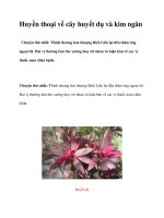 Huyền thoại về cây huyết dụ và kim ngân ppt
