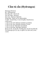 Cẩm tú cầu (Hydrangea) pdf