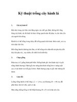 Kỹ thuật trồng cây hành lá pot