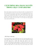 CÁCH TRỒNG HOA TRẠNG NGUYÊN TRONG CHẬU CẢNH GREENBO pptx
