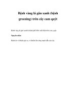 Bệnh vàng lá gân xanh (bệnh greening) trên cây cam quýt docx