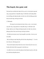 Thu hoạch, bảo quản xoài pptx