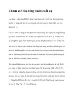 Chăm sóc lúa đông xuân cuối vụ docx