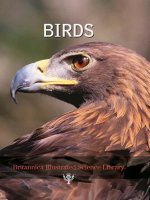 BIRDS (Britannica Illustrated Science Library) docx