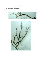 Hình vi mẫu thực tập thực vật học ppt