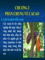 Nhóm 3 CB ca cao pot