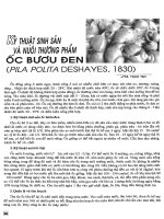 sinh học ốc nhồi (ốc bươu đồng)