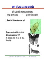 Một số loài sâu hại chủ yếu pdf