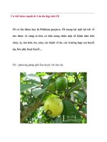 Cơ thể khỏe mạnh & Làn da đẹp nhờ Ổi docx