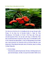 Kỹ thuật trồng và bón phân cho cây trôm docx