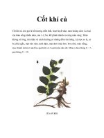 Cốt khí củ ppsx