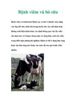 Bệnh viêm vú bò sữa pot