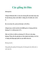 Các giống bò Ðức pot