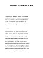 THE ROOT SYSTEMS OF PLANTS pptx