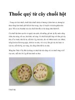 Thuốc quý từ cây chuối hột docx
