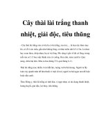 Cây thài lài trắng thanh nhiệt, giải độc, tiêu thũng pot