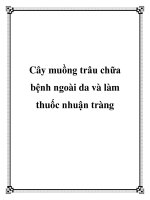 Cây muồng trâu chữa bệnh ngoài da và làm thuốc nhuận tràng doc