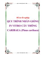 nghiên cứu khoa học '''' quy trình nhân giống in vitro cây thông caribaea (pinus caribaea) ''''