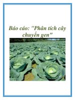 báo cáo  ''''phân tích cây chuyển gen''''