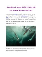 Ảnh động vật hoang dã 2012: Đã là giải của Anh thì phải có tí hài hước potx