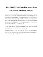 Cây chìa vôi chữa đau nhức xương, bong gân, tê thấp, mụn nhọt sưng tấy pot