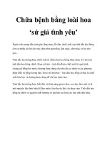 Chữa bệnh bằng loài hoa ‘sứ giả tình yêu’ pot
