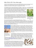 Một số bài viết nói về cây chùm ngây