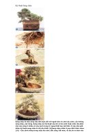 KĨ THUẬT SANG CHẬU CÂY CẢNH