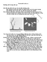 Đường nét trong bố cục