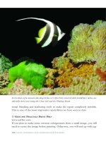 ADOBE PHOTOSHOP FOR UNDERWATER PHOTOGRAPHERS- P2 doc