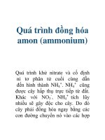 Quá trình đồng hóa amon (ammonium) pptx