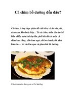 Cá chim bổ dưỡng đến đâu? potx