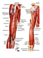 Cấu tạo cánh tay ppt