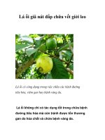 Lá ổi giã nát đắp chữa vết giời leo doc