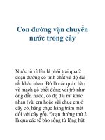 Con đường vận chuyển nước trong cây pdf