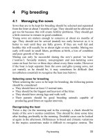 Pig keeping in the tropics - part 3 pot