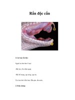 Rắn độc cắn ppt