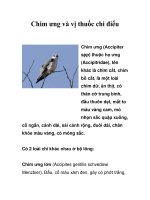 Chim ưng và vị thuốc chi điểu potx