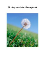 Bồ công anh chữa viêm tuyến vú pot