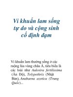 Vi khuẩn lam sống tự do và cộng sinh cố định đạm ppsx