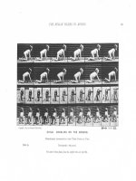 The human Figure in motion - Phần 3 doc