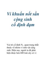 Vi khuẩn nốt sần cộng sinh cố định đạm doc